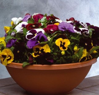 img-0: Виола крупноцветковая Пауэр Микс [5000 шт] - ООО «Семена Тут»