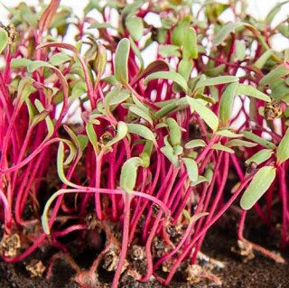 Свекла Татум - ООО «Семена Тут»