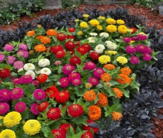 img-1: Цинния Прециоза Премиум микс [1000 шт] - ООО «Семена Тут»