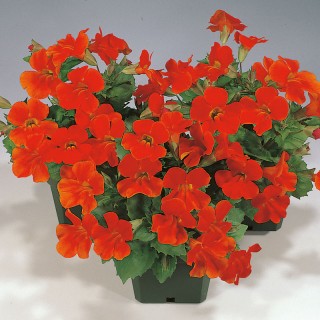 Мимулюс Мистик Оранж [100 драже] - ООО «Семена Тут»