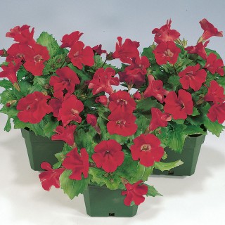 Мимулюс Мистик Вайн [1000 драже] - ООО «Семена Тут»