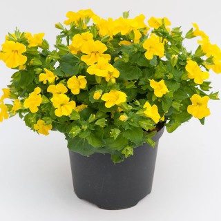 Мимулюс Мистик Еллоу [100 драже] - ООО «Семена Тут»