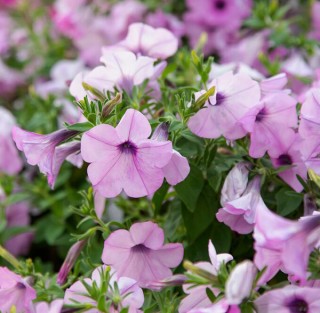 img-1: Петуния ампельная Хэнг Аут Перл [100 драже] - ООО «Семена Тут»