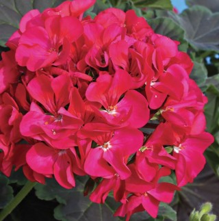 img-0: Пеларгония зональная Найт Ваилит [100 шт] - ООО «Семена Тут»