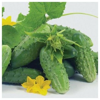 Огурец Наташа Микс F1 - ООО «Семена Тут»