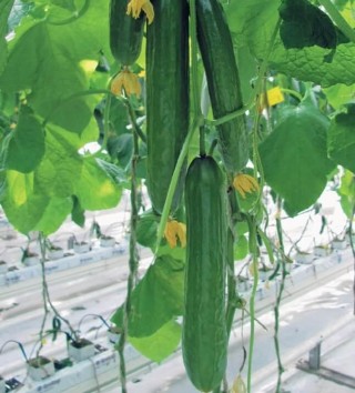 img-0: Огурец Неман F1 - ООО «Семена Тут»