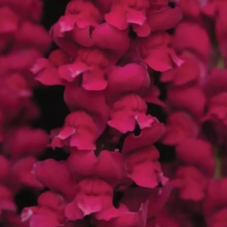 Львиный зев Кул Кримсон [1000 шт] - ООО «Семена Тут»