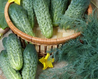 img-3: Огурец Мурашка F1 - ООО «Семена Тут»