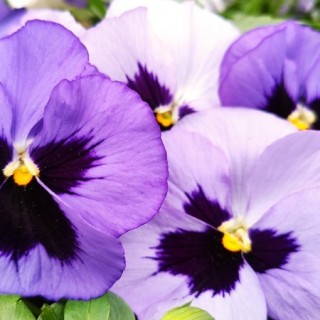 Виола крупноцветковая Селло Океан [1000 шт]* - ООО «Семена Тут»