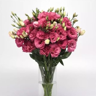 img-1: Эустома Кан Кан Кармин Роуз  [1000 драже] - ООО «Семена Тут»