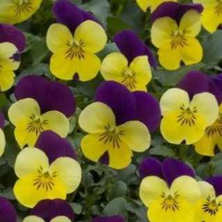 img-1: Виола рогатая Флорал Пауэр F1 Еллоу Пурпл Винг [1000 шт]*** - ООО «Семена Тут»