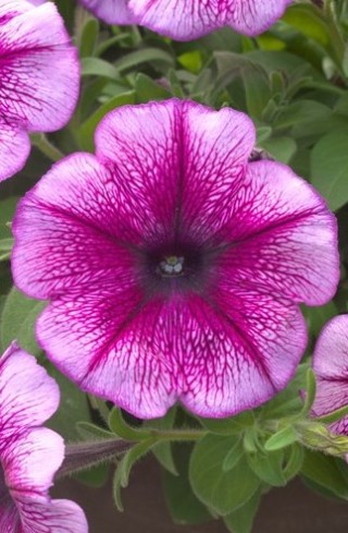 img-1: Петуния гибридная Трилоджи Пурпл Вейн [1000 драже] - ООО «Семена Тут»