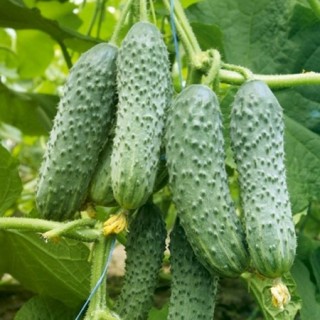 img-0: Огурец Пасамонте F1 - ООО «Семена Тут»