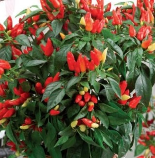 img-1: Перец кустарниковый Костер - ООО «Семена Тут»