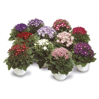 img-1: Цинерария гибридная Стар Вос Микс [100 шт] - ООО «Семена Тут»