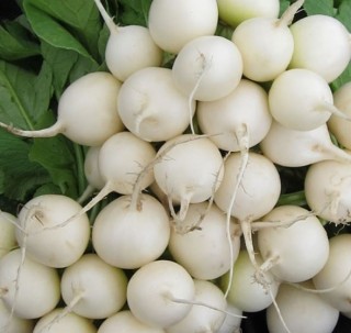 img-0: Редис Пёрл F1 - ООО «Семена Тут»