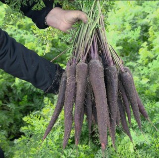 img-1: Морковь Пёрпл Сан F1 (фракция: 1,8-2,0 мм) - ООО «Семена Тут»