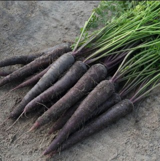 img-0: Морковь Пёрпл Сан F1 (фракция: 1,8-2,0 мм) - ООО «Семена Тут»