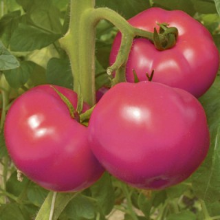 Томат Перспектива F1 - ООО «Семена Тут»