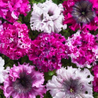 img-0: Петуния превосходнейшая Черныго Триумф [100 драже] - ООО «Семена Тут»