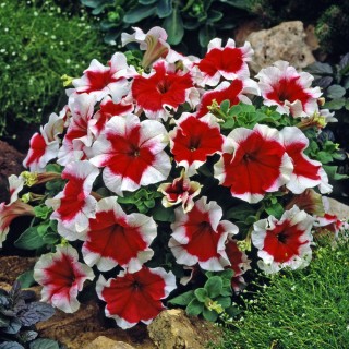 Петуния грандифлора Донна Пикоти Ред - ООО «Семена Тут»