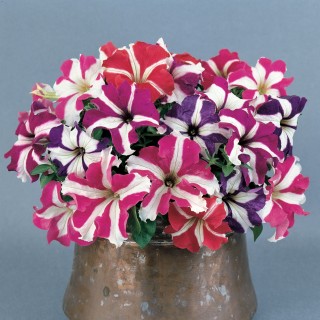 Петуния грандифлора Донна Микс - ООО «Семена Тут»