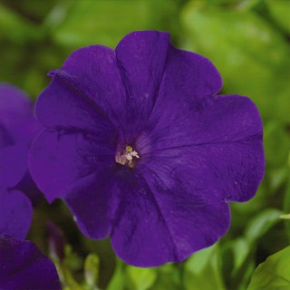 img-0: Петуния ампельная Эксплорер Блю [1000 драже] - ООО «Семена Тут»