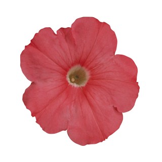 Петуния мультифлора Мерлин Салмон [1000 драже] - ООО «Семена Тут»