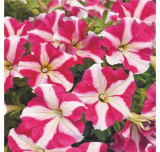 Петуния ампельная Фото Финиш Роуз Стар [1000 драже] - ООО «Семена Тут»