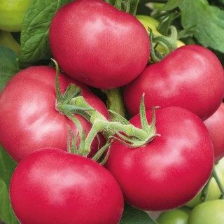 img-0: Томат Пинк Гарант F1 - ООО «Семена Тут»