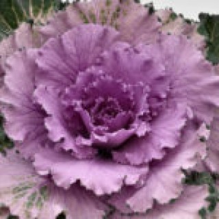 img-1: Капуста декоративная Осака Пинк [1000 шт] - ООО «Семена Тут»