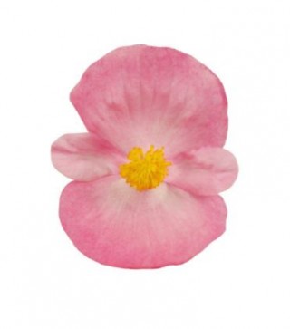 Бегония вечноцветущая зеленолистная Супер Кул Пинк [1000 драже] - ООО «Семена Тут»