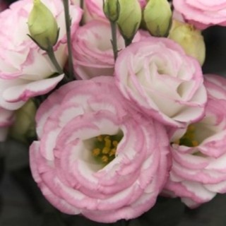 img-0: Эустома Крома 3 Пинк Пикоти [500 драже] - ООО «Семена Тут»