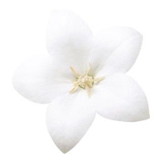 Платикодон Астра Вайт [100 шт] - ООО «Семена Тут»