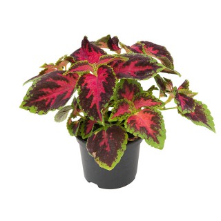 img-1: Колеус Файрвей Роуз [1000 шт] - ООО «Семена Тут»