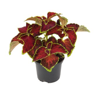 img-1: Колеус Файрвей Руби [1000 шт] - ООО «Семена Тут»