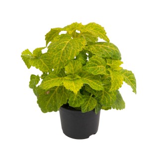 img-0: Колеус Файрвей Еллоу [5000 шт] - ООО «Семена Тут»