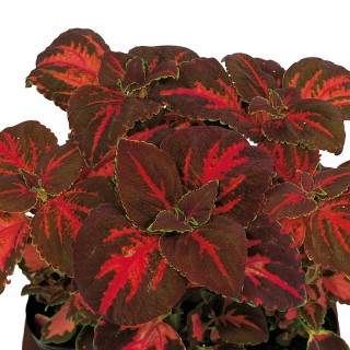 Колеус Суперфайн Рейнбоус Фестиваль Дэнс [1000 шт] - ООО «Семена Тут»