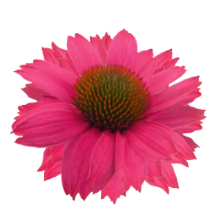img-0: Эхинацея Поллинейшн Маджента [1000 шт] - ООО «Семена Тут»