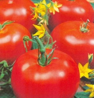 img-0: Томат Полюс 2 - ООО «Семена Тут»