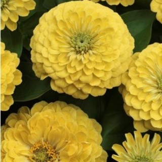 img-0: Цинния Прециоза Лайт Еллоу [100 шт] - ООО «Семена Тут»