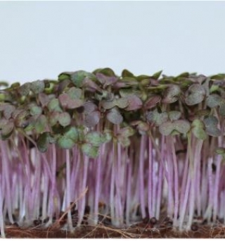 Горчица Кампари  листовая красная МЗ - ООО «Семена Тут»