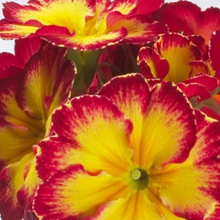 img-0: Примула полиантовая Файе [1000 шт] - ООО «Семена Тут»