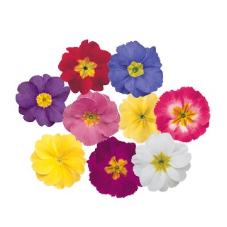 Примула полиантовая Супернова Микс [1000 шт] - ООО «Семена Тут»