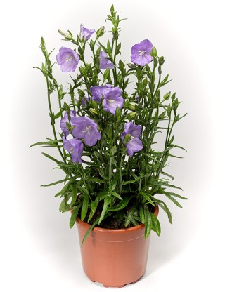 img-1: Колокольчик персиколистный Эрлион Блю [1000 шт] - ООО «Семена Тут»