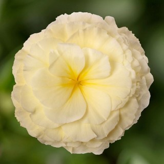 Бегония клубневая Лимитлесс Крем Шейдс [250 драже] - ООО «Семена Тут»