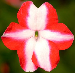 img-0: Бальзамин Имара F1 Оранж Стар [1000 шт] - ООО «Семена Тут»