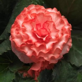 img-0: Бегония клубневая Он Топ Сюрприз [500 драже] - ООО «Семена Тут»