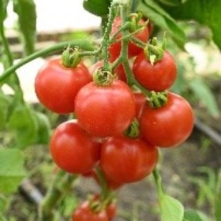 img-1: Томат Ранний красный - ООО «Семена Тут»