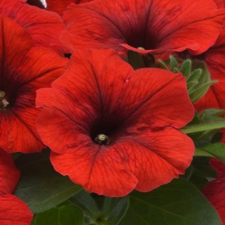 img-0: Петуния ампельная F1 Е3 Изи Вэйв Ред [1000 драже] - ООО «Семена Тут»